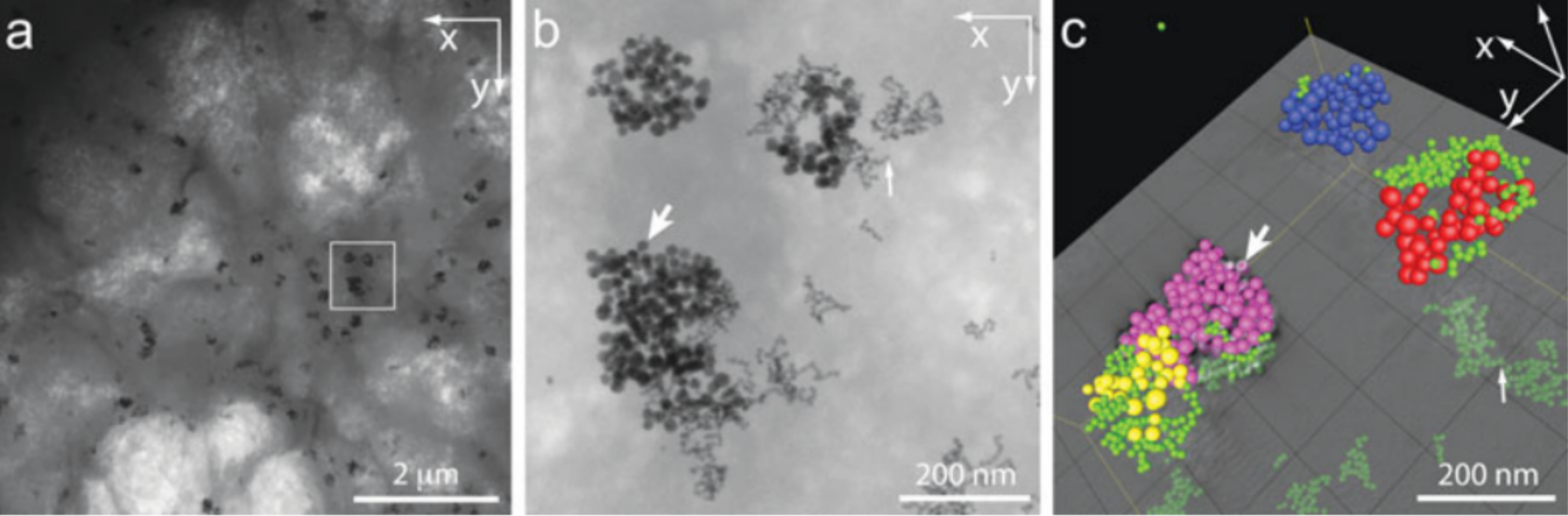 3D-Rekonstruktion_Gold_Nanopartikel