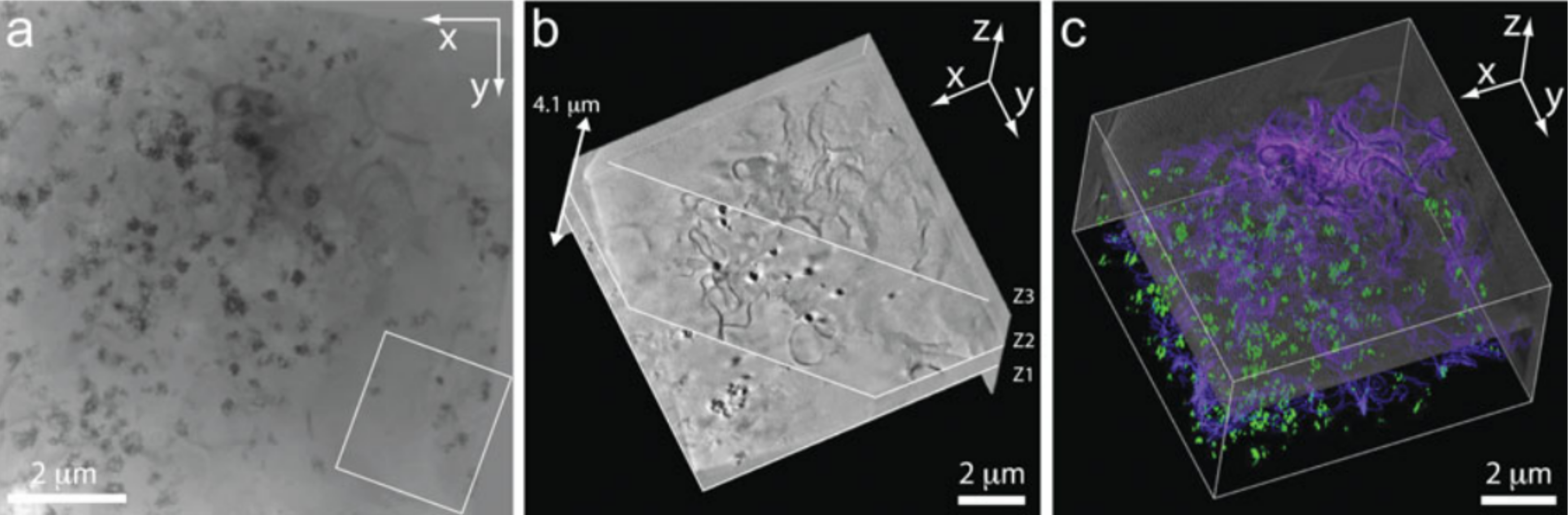 Tomogramm_makrophage_cell